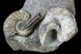 Fantastic Association (Gastropod, Ammonite, Belemnite) - England #63383-3